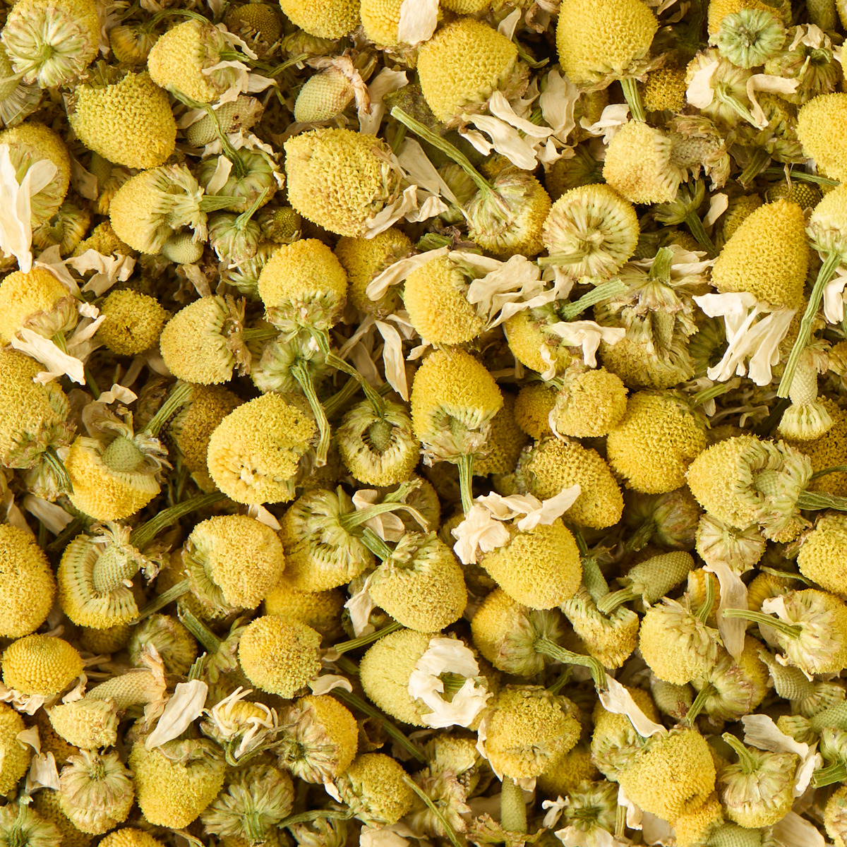 A close-up of Camomile Loose Infusion, featuring numerous dried chamomile flowers with yellow, rounded flower heads and a scattering of dried white petals.