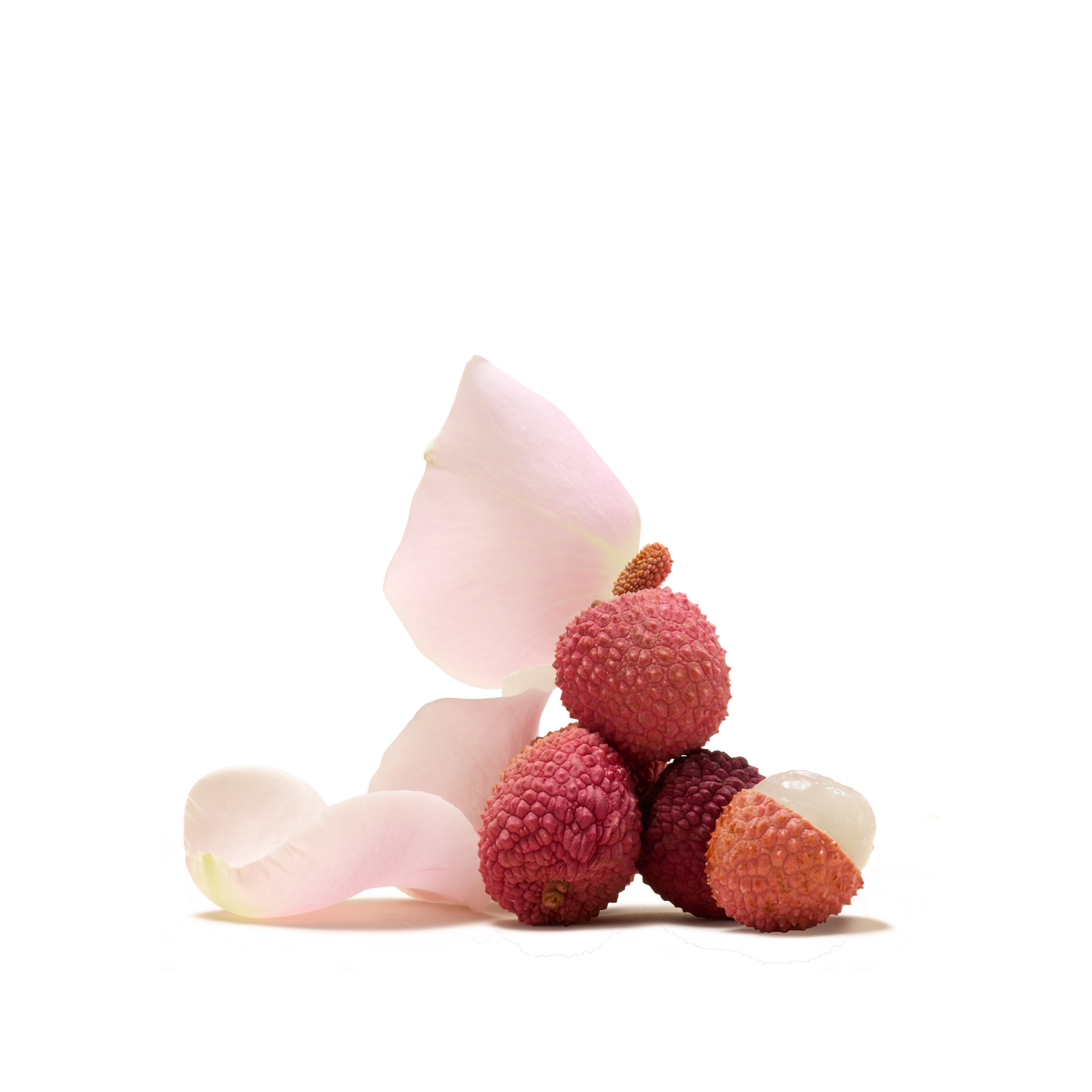 Four lychees, including one peeled to reveal its translucent white flesh, are artfully arranged alongside pale pink rose petals on a white background. The bumpy red skin of the lychees and delicate petals evoke the refined flavors found in Lychee & Rose Instant Tea.