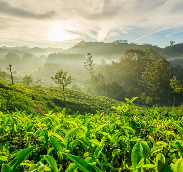 Growing Coffee in India