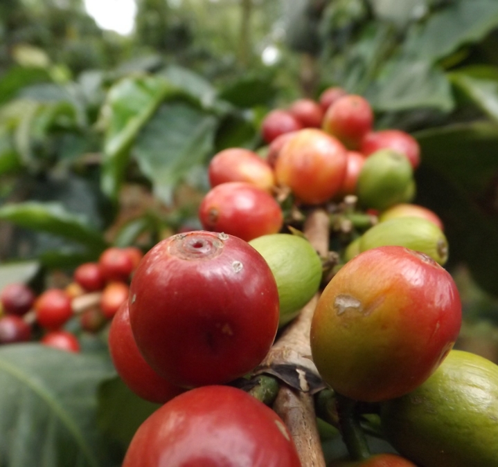 Growing Coffee in Kenya