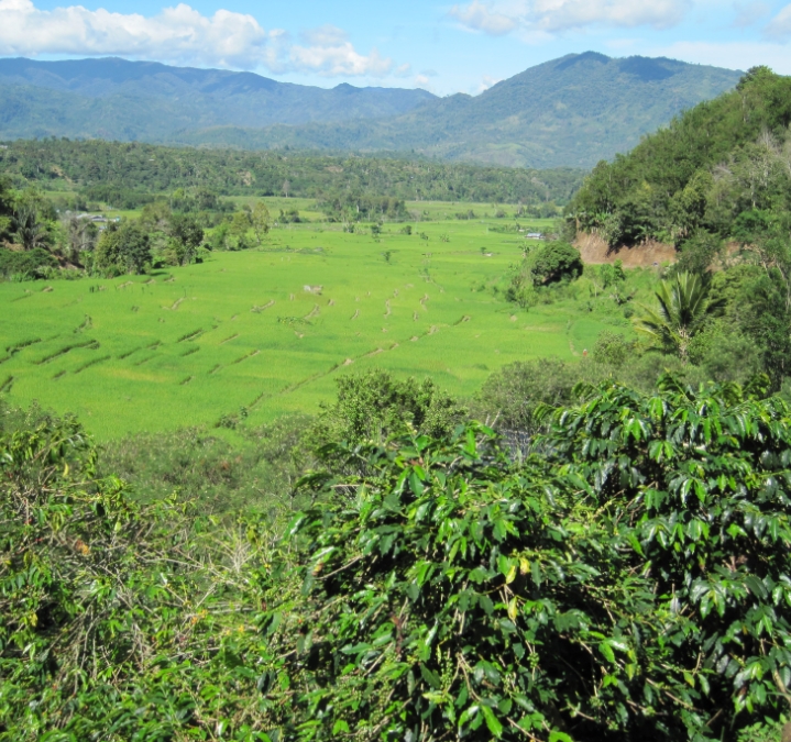 Growing Coffee in Indonesia
