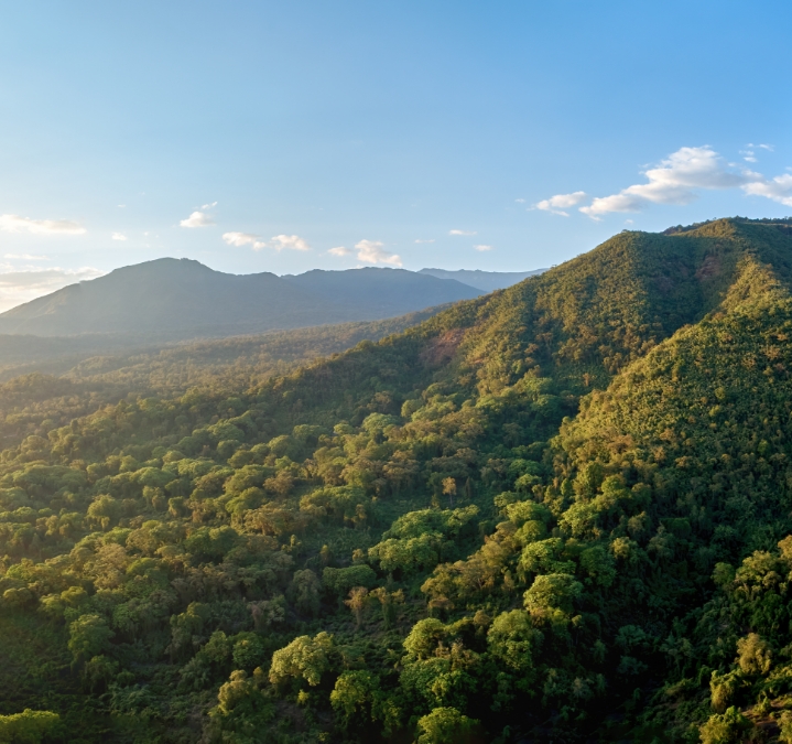 Growing Coffee in Ethiopia