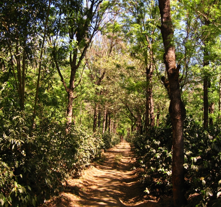 Growing Coffee in Guatemala