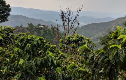 Delicious Coffee and chocolate