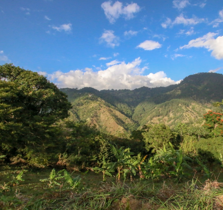 Growing Coffee in Jamaica