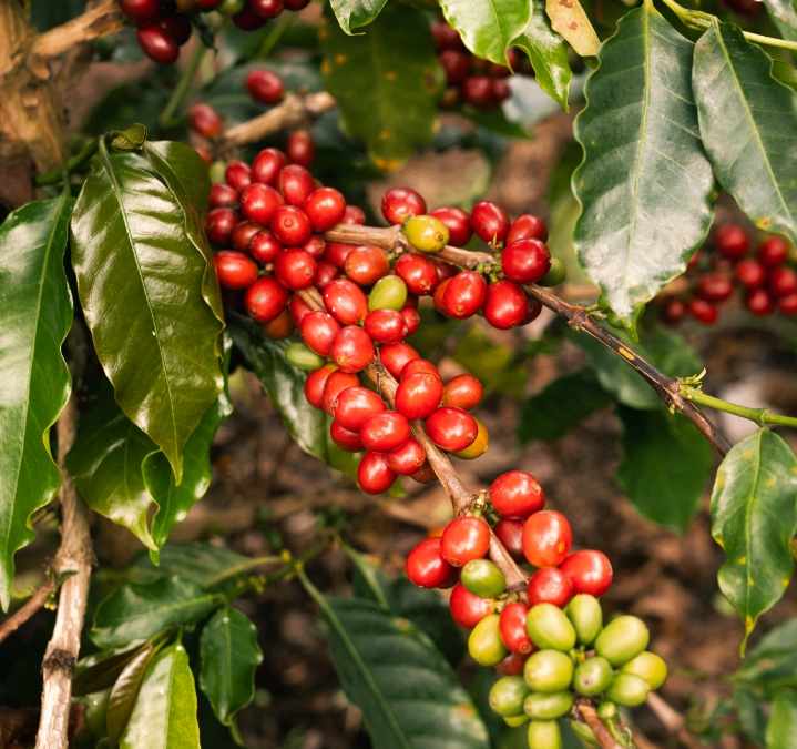 Growing Coffee in Colombia