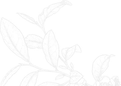 Espresso Caramel Cupcakes Recipe